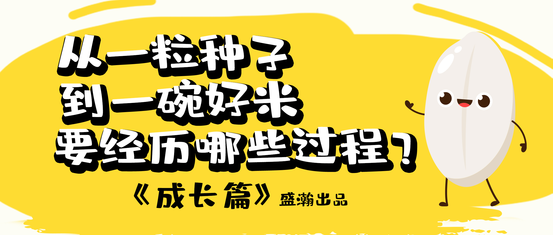 大米的一生-成長篇 | 從一粒種子到一碗好米要經(jīng)歷哪些過程？